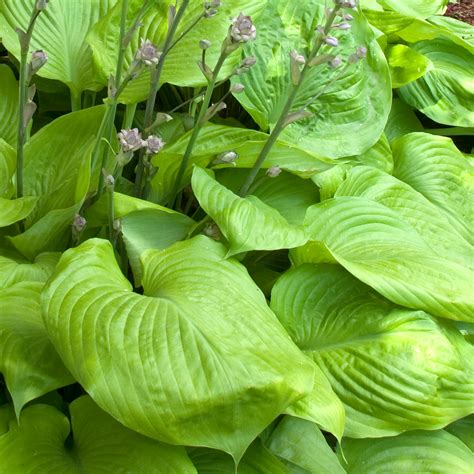 Hosta Sum And Substance 9cm Plants From Gardeners Dream Uk