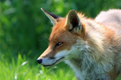Free Images Animal Wildlife Wild Fauna Close Up Red Fox Face