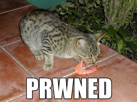 Irti Funny Picture 135 Tags Cat Eats Prawn Fokin Prwned