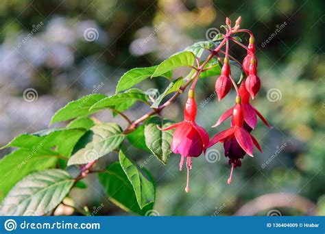 Fuchsia Flowers During Blossoming Stock Image Image Of Natural