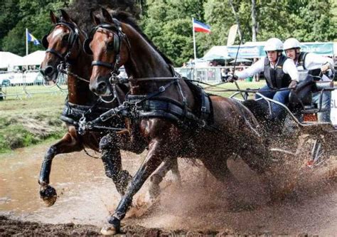 Holstein-Pferderasse: Merkmale, Fotos, Merkmale