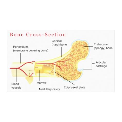 In this short video i use blender 2.8 to show how i created a bone cross section and then use images to control the. Bone Cross Section Diagram Stretched Canvas Print | Zazzle