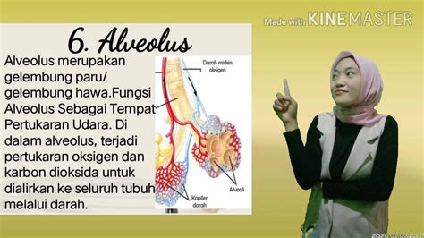 Sistem pernapasan terlibat dalam proses pertukaran gas yang diperlukan untuk kelangsungan hidup banyak makhluk hidup. SISTEM RESPIRASI_Anatomi Dan Fisiologi Manusia - YouTube