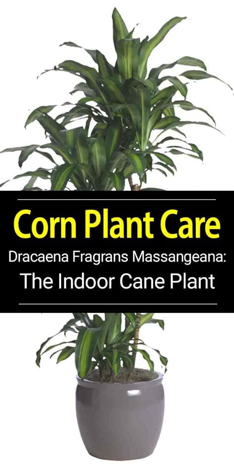 Send indoor & potted plants today. Dracaena Massangeana | Corn plant, Plants, Plant care ...