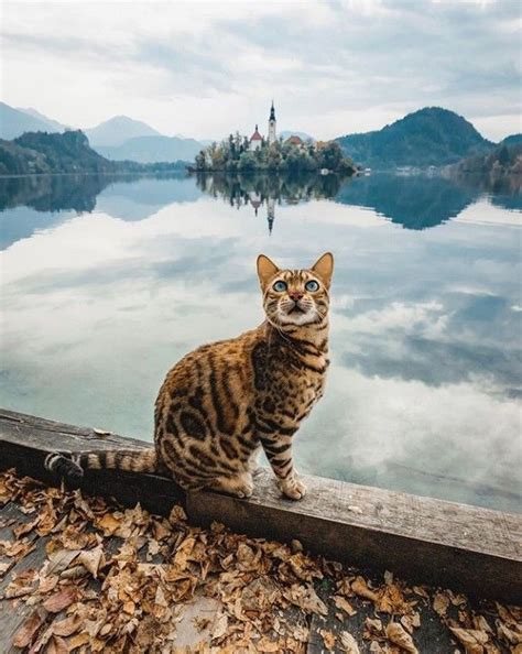 The gentle domestic personality of his father was. Pin by Just me. on Animals | Bengal cat, Bengal cat ...