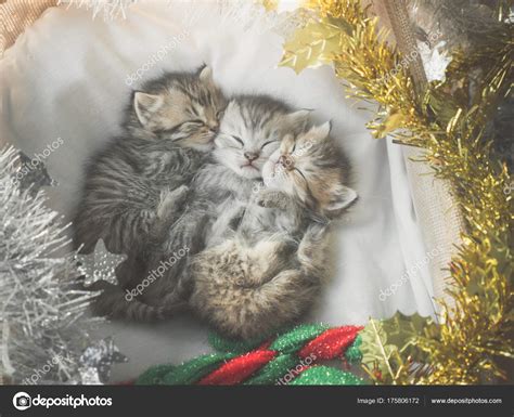 Cute Tabby Kittens Sleeping Hugging Basket Christmas Day Stock Photo By