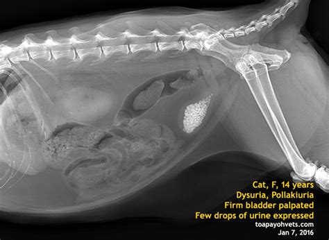 Here's all you need to know about your cat's bladder a cat's bladder is always functioning. Veterinary and Travel Stories: 2910. INTERN CLARA. CASE 1 ...