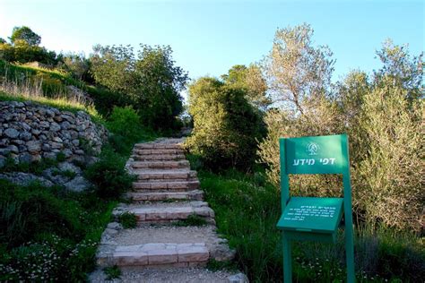 ‎גיזום עצים , ניקוי דקלים , כריתת עצים , עבודות גובה מורכבות גוזם מומחה מטעם משרד. יחידת הדרכה מחוז מרכז - רשות הטבע והגנים