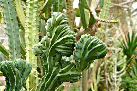 Planta De Cactus
