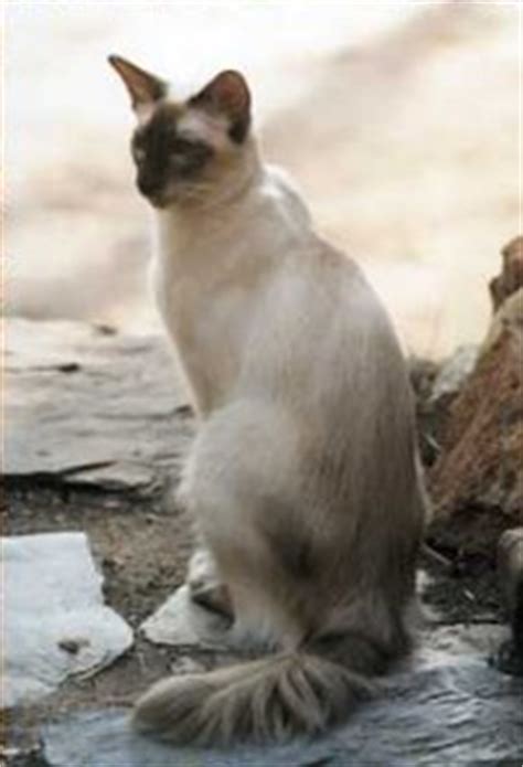 balinese cat breed cat information pictures
