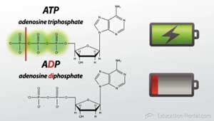 Atp is converted into adp when the bond between the second and third phosphate group is broken. Cellular Respiration: Energy Transfer in Cells - Video ...