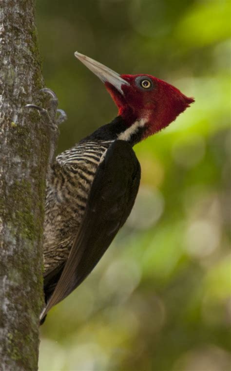 Pale Billed Woodpecker Owen Deutsch Photography