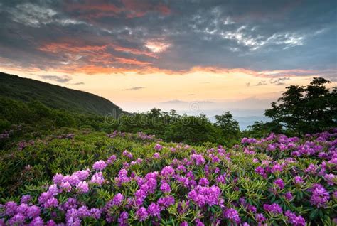 Blue Ridge Parkway Mountains Sunset Spring Flowers Stock Photo Image