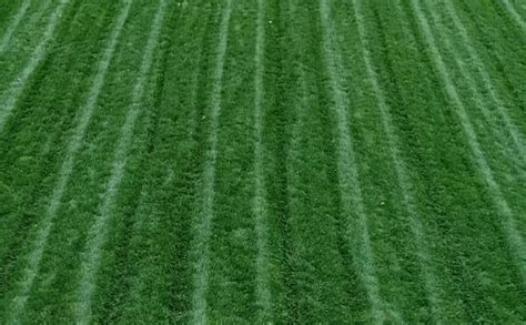 Outsidepride Combat Extreme Turf Type Fescue Lawn Grass