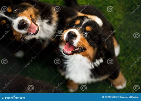 Portrait Of Two Cute Puppy Bernese Mountain Dog Sit On Grass Green