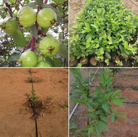 Taiwan Guava Farming Planting Harvesting Yield Profit Agri Farming