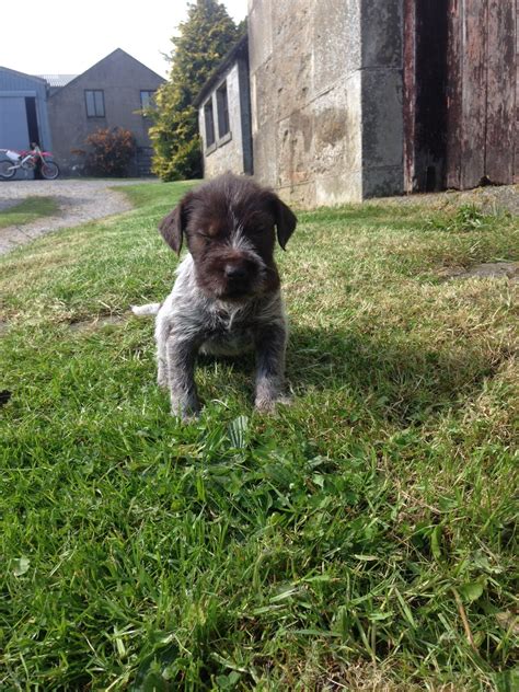 Reece kennels home to champion german wirehaired pointers. German Wirehaired Pointer Pup ~ Classic Look | German ...