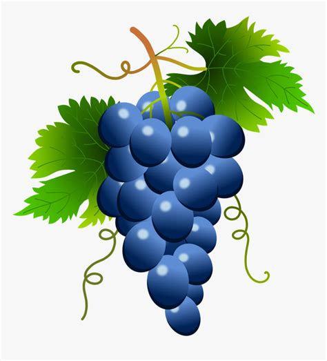 Blue Grapes Vector Image Free Svg Images