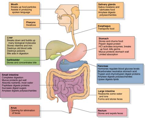 How the digestive tract works | Human digestive system, Digestive