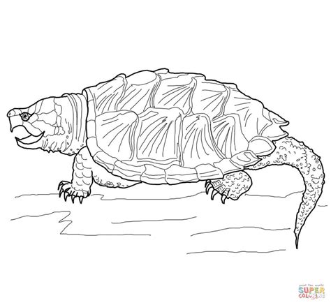 Snapping turtles vary considerably in size depending on their age. Alligator Snapping Turtle coloring page | Free Printable ...