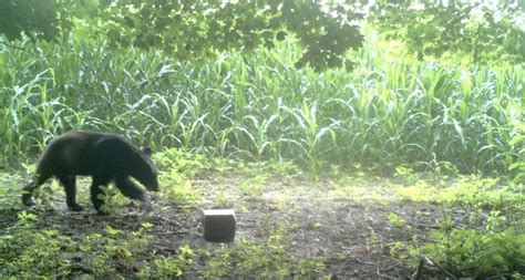 Black Bear Sightings Increasing In Ohio Scioto Post