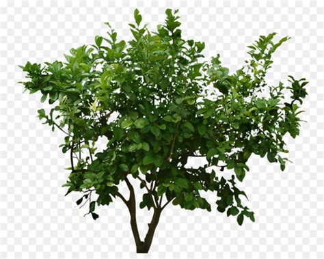 Arbusto árvore Planta png transparente grátis