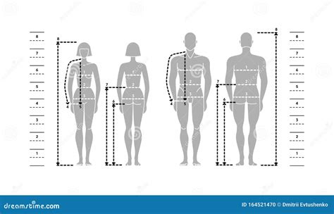 Silhuettes Of Man And Women In Full Length With Measurement Lines Of