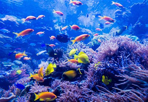 New corals found deep in the Great Barrier Reef • Earth.com