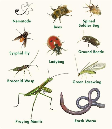 Beneficial Insects Town And Country Nurseries