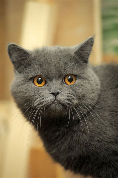 Gray British Cat With Orange Eyes Stock Image Image Of Short