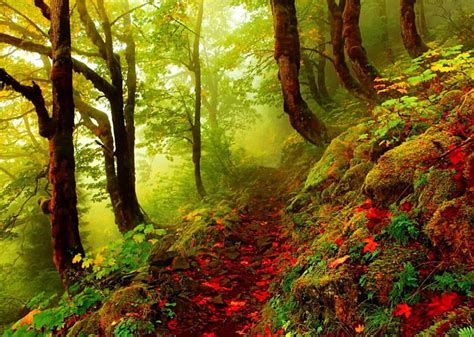 Forest Slope Forest Lovely Greenery Woods Bonito Spring Trees