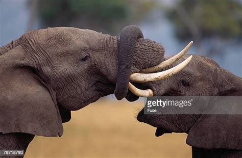 Elephant Trunks Hugging Photos And Premium High Res Pictures Getty Images