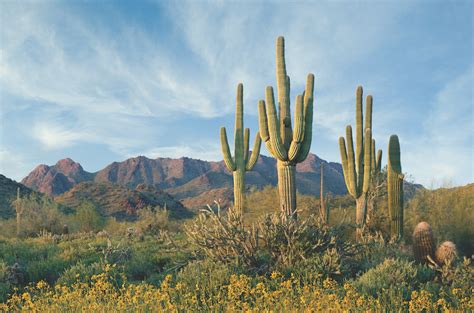 Typically cactus are devoid of leaves and have swollen stems, spines or scales. Seeking new horizons in Scottsdale, Arizona