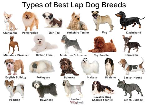 List Of Best Lap Dog Breeds With Pictures