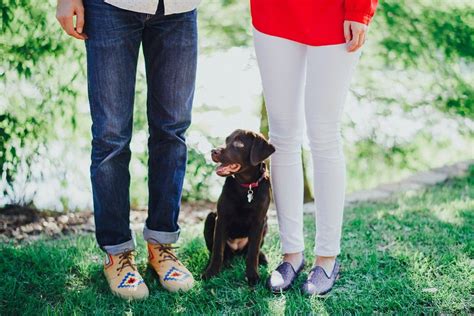 709 likes · 9 talking about this. adorable photo of chocolate lab puppy dog at an engagement ...