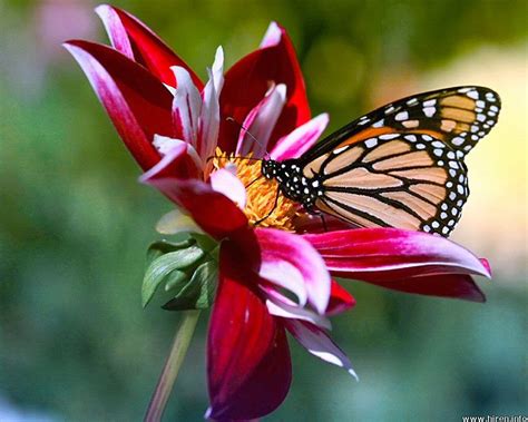 We did not find results for: Rules of the Jungle: Symbiotic relationship of butterfly ...