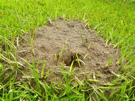 First, the queen will run around for a bit, and then she'll hopefully decide to start to dig a new. Fall Lawn Do's and Don'ts | North Carolina Cooperative ...