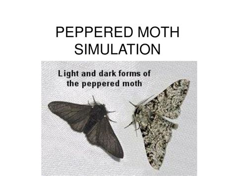 Ppt Peppered Moth Simulation Powerpoint Presentation Free Download