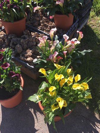 Mit 20 ha ist er einer der größeren botanischen gärtendeutschlands. Botanischer Garten - Marburg - Aktuelle 2018 - Lohnt es sich?