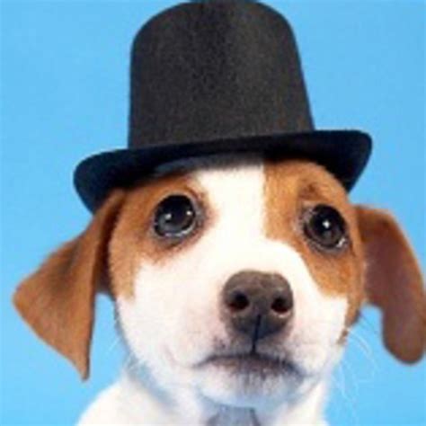 Dogs Wearing Hats