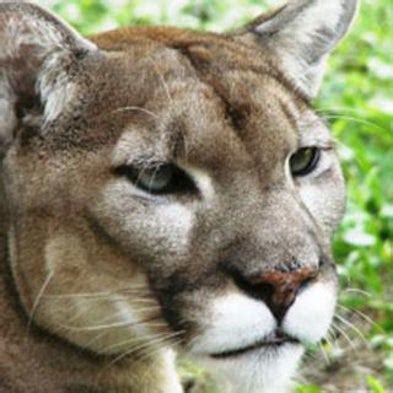 Florida state animal is the florida panther. Tenuous Times for the Endangered Florida Panther ...