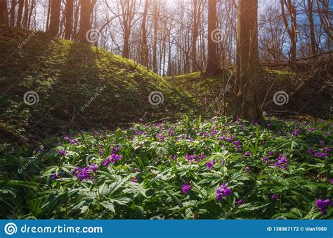 Purple Flowers In A Spring Forest Stock Photo Image Of Flower