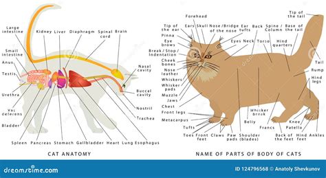 Anatomía Del Gato Ilustración Del Vector Ilustración De Grande 124796568