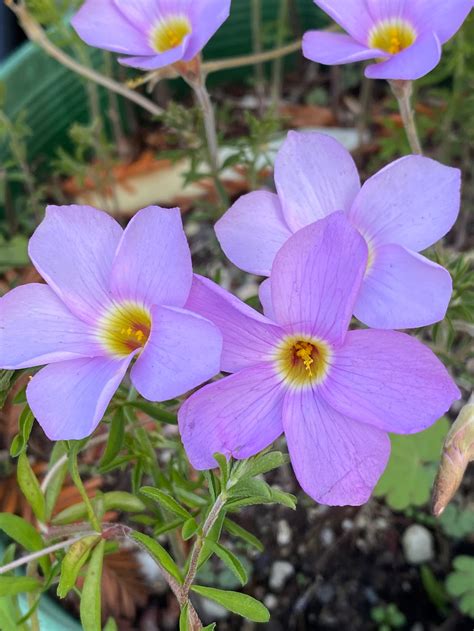 Check out our oxalis bulbs selection for the very best in unique or custom, handmade pieces from our other greenery shops. Oxalis hirta "Lavender"