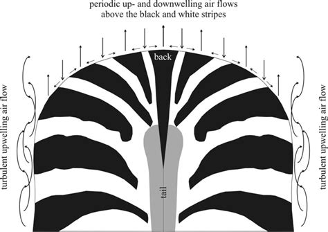 Hypothesized Cooling By Zebra Stripes According To The Download