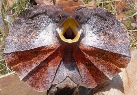 Researchers Find Lizards Frilled Neck Is More Than Just For Show The