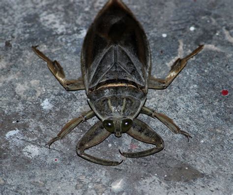 Toe Biter Giant Water Bug Project Noah