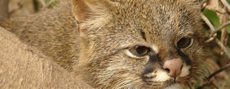 Colocolo (animal) synonyms, colocolo (animal) pronunciation, colocolo (animal) translation, english dictionary definition of colocolo (animal). Animales Terrestres