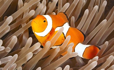 Ocellaris Clownfish Amphiprion Ocellaris Ultimate Care Guide Fish