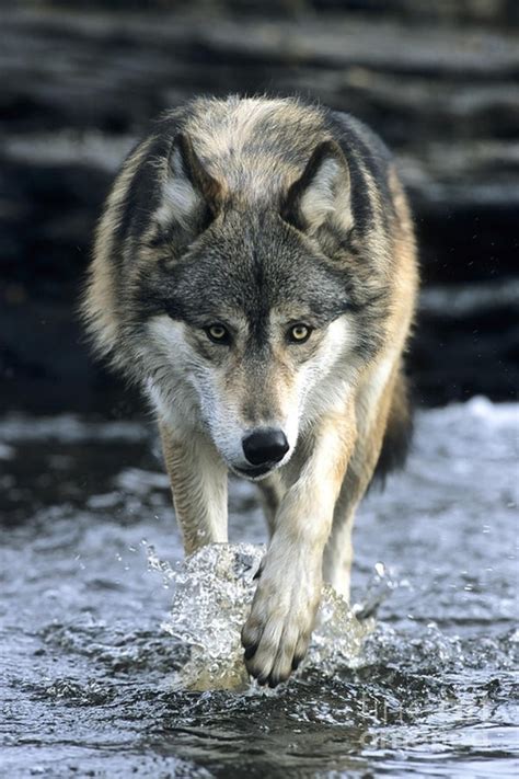 Wolf In The Water Wolves Photo 37008074 Fanpop